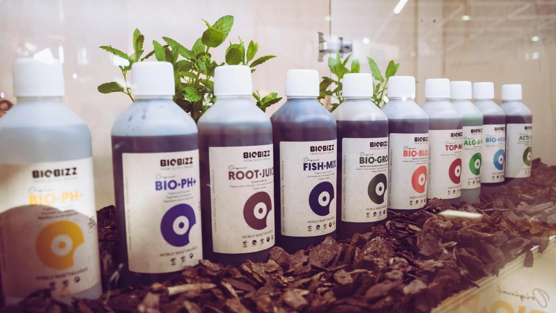 Mikroyeşiller ve Gübreleme - Biobizz