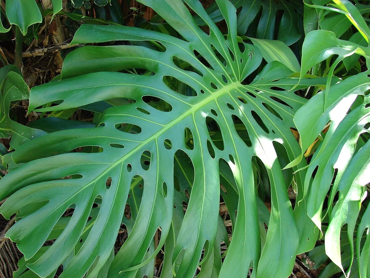 Monstera (Deve Tabanı) Bitkisi, Bakımı ve Çeşitleri
