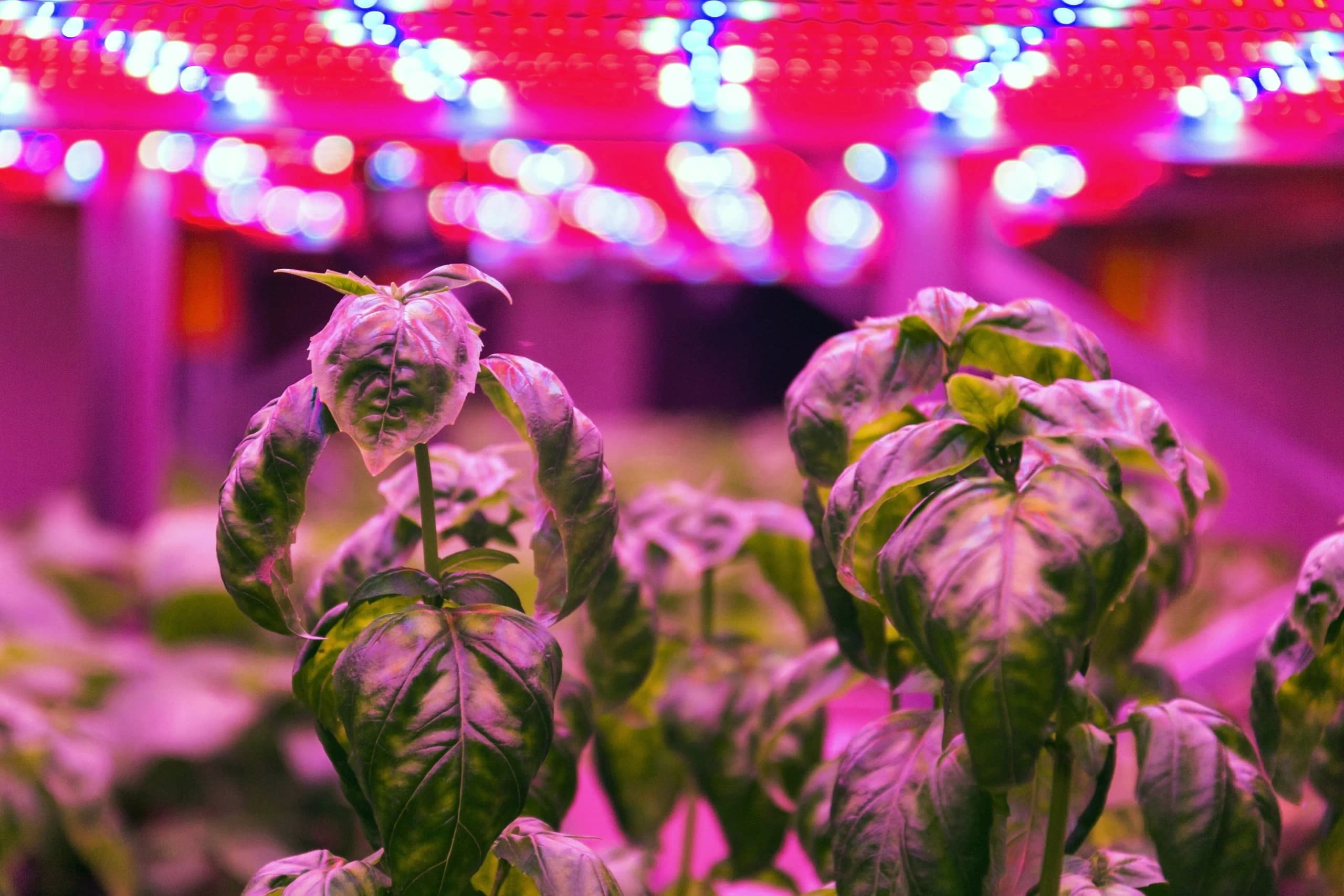 LED Lambaların Bitkiler Üzerinde Etkisi