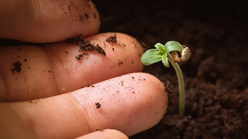 Advanced Nutrients Kullanım Rehberi: Temel Besinler, pH Perfect ve Katkı Ürünleri Nasıl Seçilir?